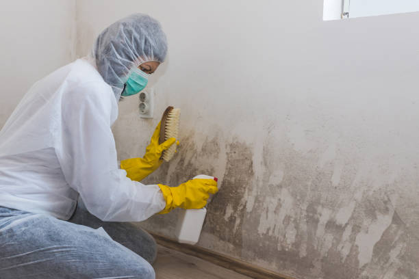 Best Commercial Mold Removal  in Monticello, MS