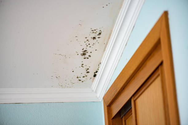 Best Office Mold Removal Services  in Monticello, MS