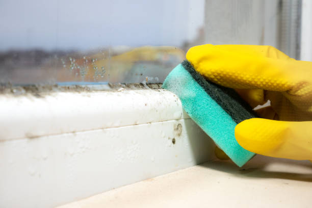 Best Attic Mold Removal  in Monticello, MS