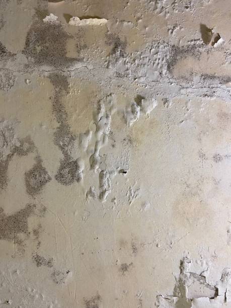 Office Mold Removal Services in Monticello, MS