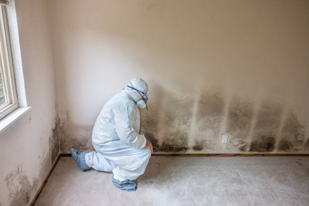 Best Emergency Mold Removal  in Monticello, MS